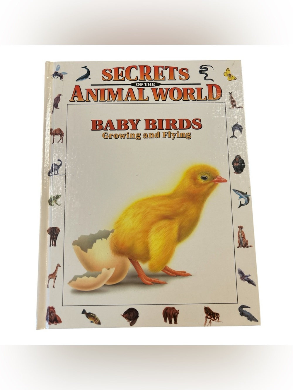 Secrets of the Animal World: Baby Birds - Yellow Chick Hardcover
